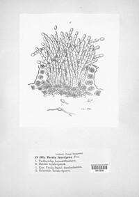 Monilinia fructigena image